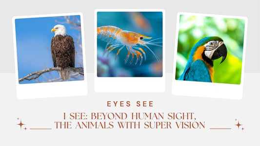 Eyes See, I See: Beyond Human Sight, the Animals with Super Vision